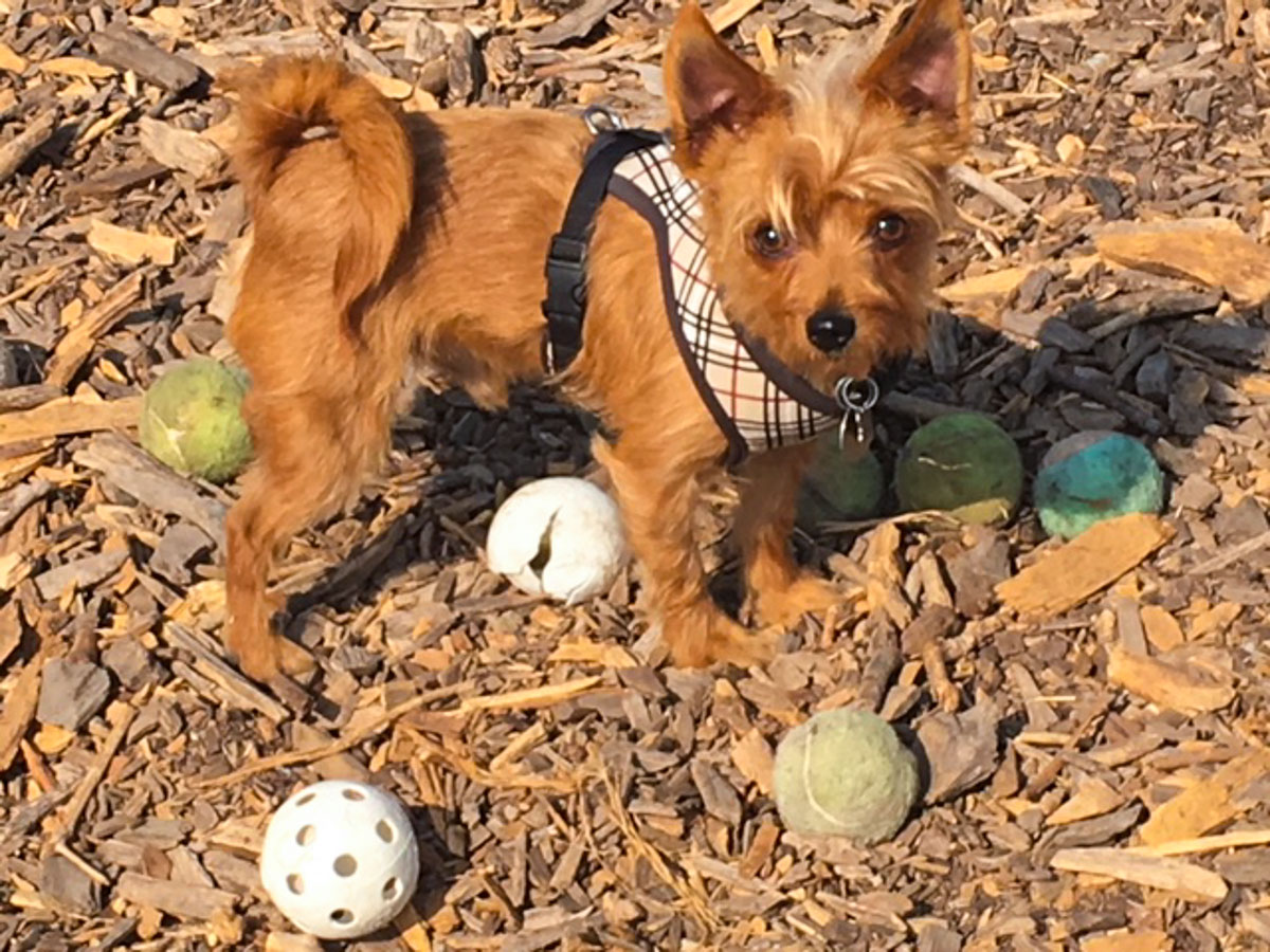 Ball park03 (1 of 1)