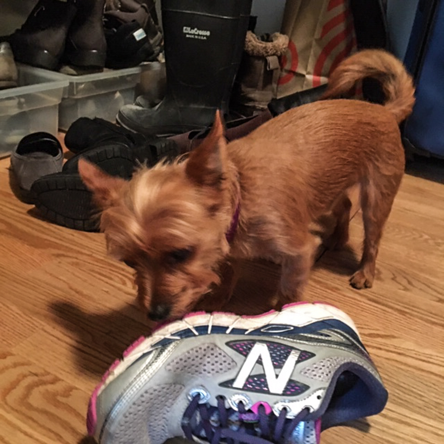 shoe detective (1 of 1)