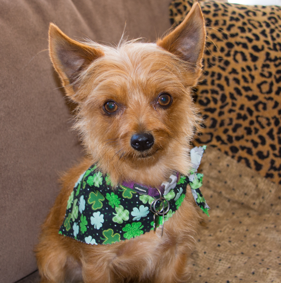 St.Patrick's Day (1 of 1)