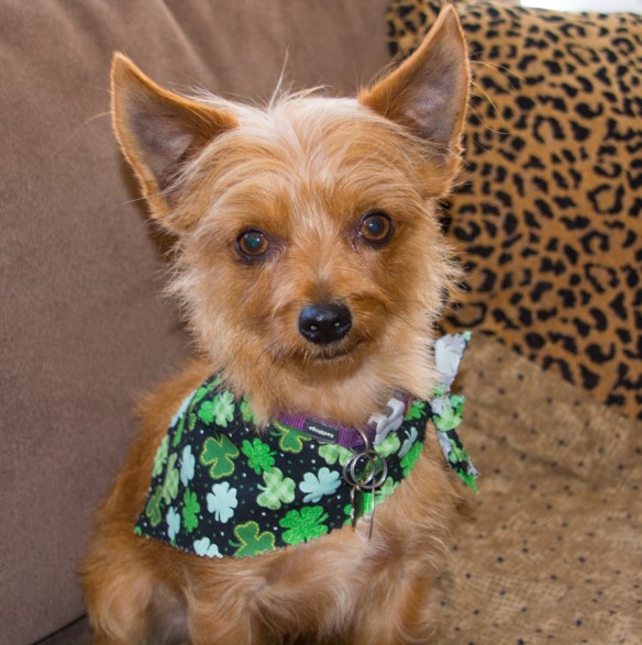 St.Patrick's Day (1 of 1)