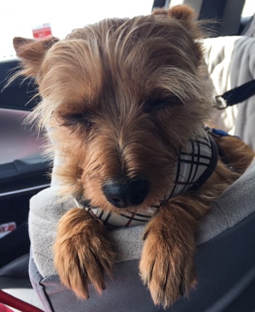 Chewy on drugs (1 of 1)