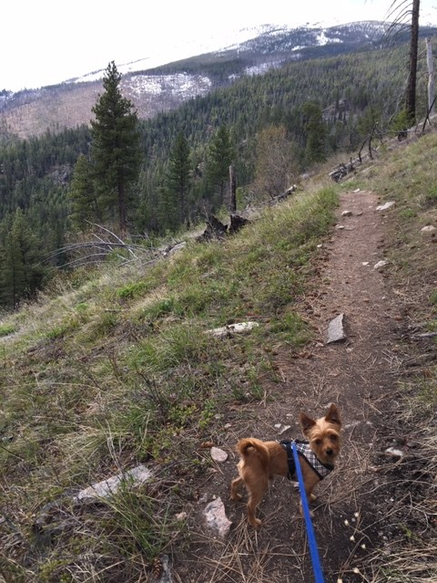trail dog